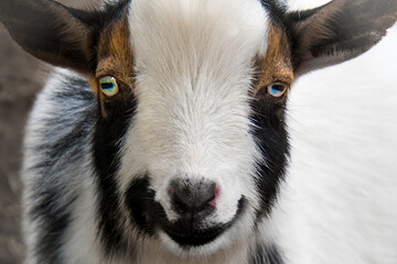 Wall Mural - a front portrait of a goat, with blue eyes.