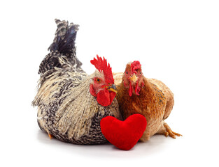 Poster - Chicken and rooster with a toy heart.