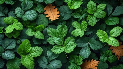 Poster -  a group of leafy plants with green and orange leaves in the middle of the leaves are brown and green.