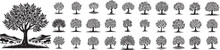 Olive trees, collection of black and white vector graphics set