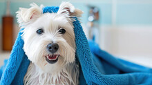Portrait Of A West Highland White Terrier Dog After A Bath In A Blue Towel. Cute Dog Wrapped In A Towel. Animal Concept, Pet Care.