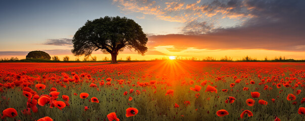 Wall Mural - poppy fields. sunset blooms