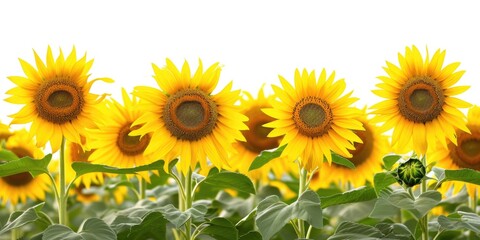 Poster - A beautiful field of sunflowers with a clear blue sky in the background. Perfect for adding a touch of nature and serenity to any project