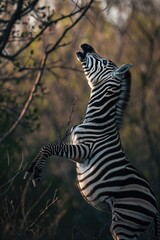 Poster - Zebra standing on its hind legs in a field. Ideal for wildlife or animal-themed projects