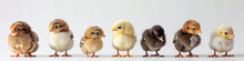 Cute Baby Chicks Standing In A Row, Isolated On White