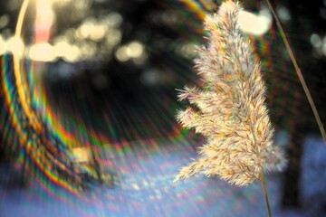 Wall Mural - Dry reed grass in snowy meadow with amazing sunlight