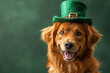 St. Patrick's Day. Dog in a leprechaun hat on a green background