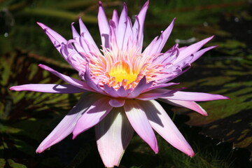 Canvas Print - lotus flower in the garden