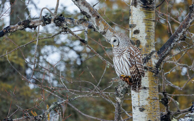 Wall Mural - barred owl perched in winter