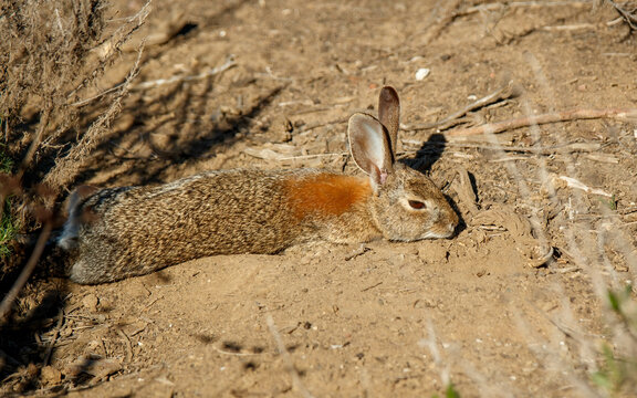 rabbit hare resting in desert