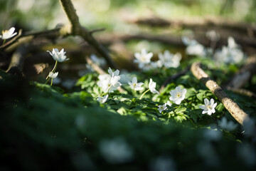 White spring flowers Anemone nemorosa blooms in the sunlight in the forest. Blurred forest floor in the background