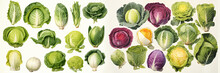 Raw Food Illustration. Watercolor Cabbage Varieties Set On White Background.