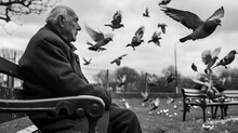 Old man feeding pigeons 