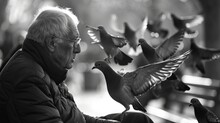 Old Man Feeding Pigeons 