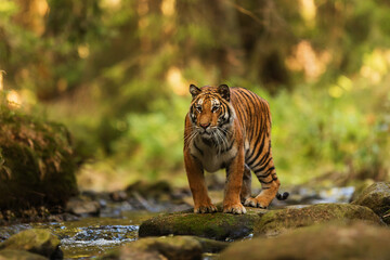 Wall Mural - Siberian tiger (Panthera tigris tigris) in a taiga in the woods on a stream