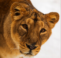 Wall Mural - dangerouse lion (Panthera leo) lioness snowy head in detail