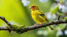  A Yellow Bird Sitting On A Tree Branch With Moss Growing On It's Sides And A Blurry Background.