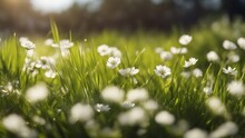 Grass With Dew Drops Grass With White Flowers, Blurred Nature Background, Floral Border  A Defocus Effect  