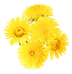 Wall Mural - yellow flowers of the dandelion