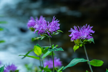 Poster - Bergamot Blossoms in Rocky Mountain National Park