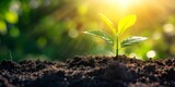 Fototapeta  - Green seedling growing from seed in the morning light, agriculture concept