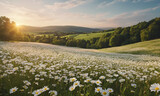 Fototapeta  - The landscape of white daisy blooms in a field