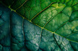 
abstract green natural background . Plant leave close up texture