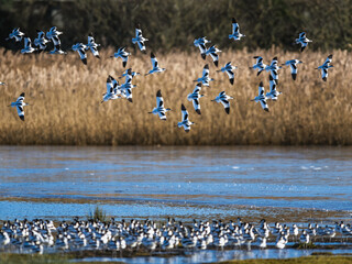 Wall Mural - Pied Avocet, Recurvirostra avosetta, birds in flight over winter marshes at sunrise