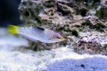 Sticker - The checkerboard wrasse (Halichoeres hortulanus) is a fish belonging to the wrasse family.