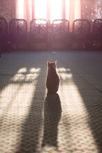 Cat Sitting Near Window, Casting A Shadow On The Floor