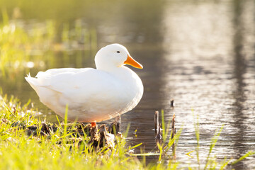 Wall Mural - A duck that appears to be an American white Pekin (Anas platyrhynchos domesticus) in Sarasota County, Florida