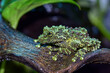 Mossy frog on a tree log