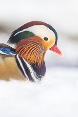 Sticker - Male Mandarin duck (Aix galericulata) in winter