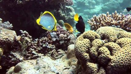 Wall Mural - coral reef with reef fishes