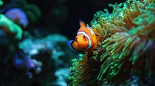 A Neon Rainbow Colored Clownfish Peeking Out From A Neon Green Anemone