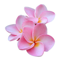 Wall Mural - Plumeria or Frangipani or Temple tree flower. Close up pink-red frangipani flowers bouquet isolated on transparent background.