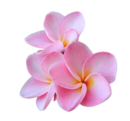 Wall Mural - Plumeria or Frangipani or Temple tree flower. Close up pink-red frangipani flowers bouquet isolated on transparent background.