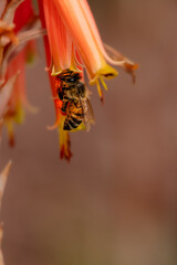 Wall Mural - Closeup of honey bee after rain