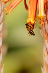 Wall Mural - Closeup of honey bee after rain