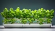 Hydroponic systems for efficient indoor gardening solid background