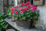 Fototapeta Uliczki - Geranium flowers in planter on a patio of an old house with rustic decor.