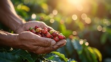 Closeup Of A Farmer Harvesting A Raw Coffee Bean From A Tree In A Farm, Generative AI.