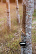 Rubber trees in rubber plantations farmers of southern Thailand, Rubber tree with fresh latex rubber drop in cup.	

