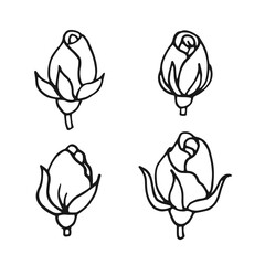 Wall Mural - Rose blossom, buds. Hand drawn vector illustration in outline style.
