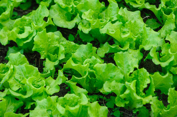 Wall Mural - Green lettuce in growth at vegetable garden