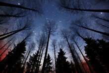 Night Sky With Stars And Silhouettes Of Trees In The Forest