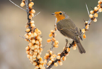 Wall Mural - European robin bird close up ( Erithacus rubecula )