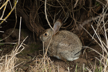 Wall Mural - Rabbit hiding