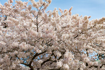 Wall Mural - japanese cherry tree flower blooming nature background in spring