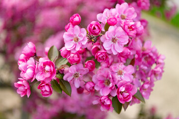 Wall Mural - closeup of spring sakura flower. sakura flower on branch. photo of sakura flower bloom.